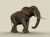 Elephant1.jpg