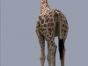 Giraffe1.jpg