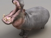 Hippo1.jpg