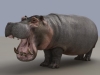 Hippo3.jpg