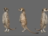 Meerkat1.jpg